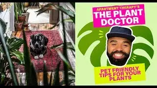 Pet Friendly Tips For Your Plants | The Plant Doctor