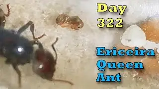 Only One Worker Left: Ericeira Queen Ant Faces a Critical Moment