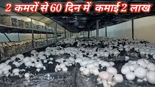Ac Mushroom farming