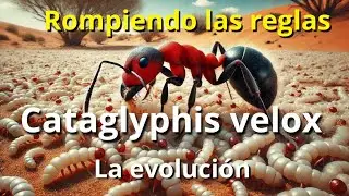 Cataglyphis velox - La evolución