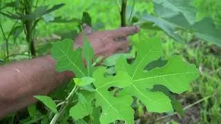 Unprotected Cold Hardy Fig Orchard  Fruit  Set Review