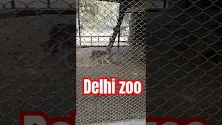 Delhi zoo video // #viral #animals #zoo #delhi