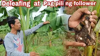 LAKATAN FOLLOWER SELECTION DELEAFING & ROUND WEED/ GHA AGRI TV