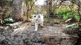 日本庭園をうろつく野良猫