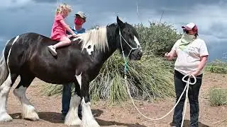 Animals & Architecture 2020: APNM Equine Protection Fund Helps Luna