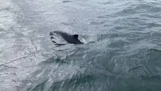 Schweinswal Sichtung Ostsee Nord&ouml;stlich Gelting 4k
