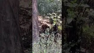 (4K) Part 2 - Rare leopard moment - (Pench Rukkhad gate) #safarijungle #indiansafari