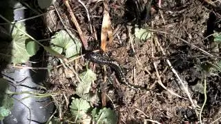 Spotted Salamander Woodstock Ct.