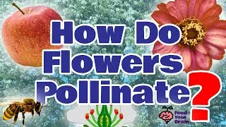 Learn How Flowers Pollinate! Flower Pollination Explained Here in Detail!