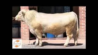 Toro: SIDER - Charolais ( Outsider X Turton )