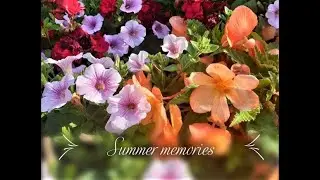 A colourful flower extravaganza
