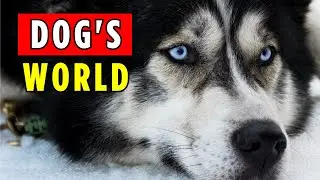 🧿 TRUTH or MYTH Do Dogs See The World in BLACK AND WHITE