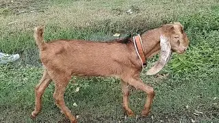 Top Quality Kota Goats🐐 (☎️ 7057861102) Location - Nashik📍 #goat #goats #goatfarming #goatsvideos 