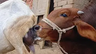 New goat Feeds Big cow baby nature 🧐 | Nikka Haji