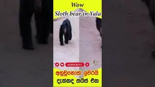 අහුවුනොත් නම් ඉවරයි 😮 දැක්කනේ | Sloth bear caught on camera -Yala national park Sri Lanka #bear