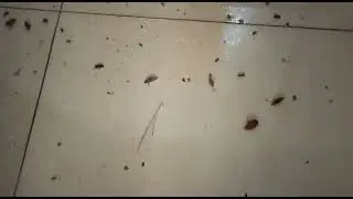 Pest Control Service Company in Dhaka, Bangladesh | Sky Pest Control BD - 01789632320