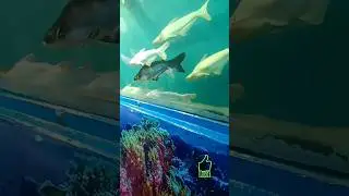 #fish#aquarium in 🐬🐠🐳🐡🦈Guntur#shorts#vlogger