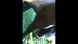 My horse widget!