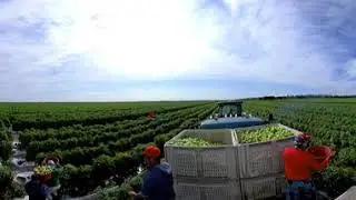 360 Farm Tour - Florida Tomatoes