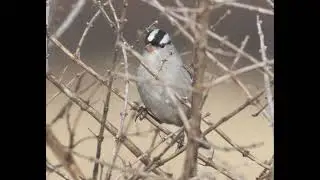 White-crowned Sparrow Identification Example