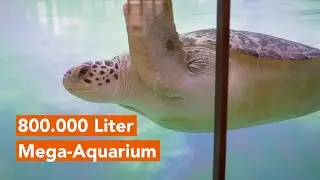 Neueröffnung des Deutschen Meeresmuseum in Stralsund: Neue Aquarien, neue Dimensionen