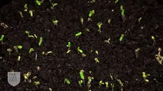 Learn How to Grow Your Own - Oaksterdam University