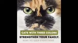 Each color has a separate symbolic meaning. 🐈