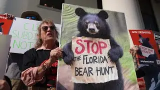 Hearing looms as Florida residents protest upcoming bear hunt