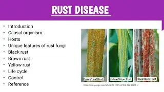 Rust disease || fungal disease || rust disease of wheat || rust disease in plants ||