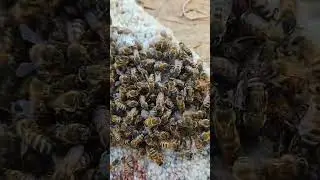 Live honey bee rescue and removal from a rug | humane swarm relocation