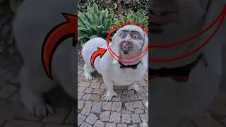 Dog Strange things 😱 #strangedogs #funnydogs #weirddog #viraldogs