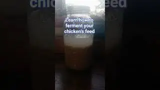 Fermenting Chicken feed Part 1 #chicken #chickenkeeping  #asmr  #chickeneducation #happychickens