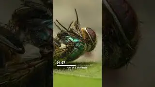 Photo Stacking For Macro Photography! #insects #trendingnow @Photoshop @LaowaByVenusOptics