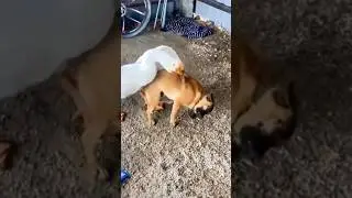Mr bombastic dog vs goose #shorts #shortvideo #dog #animals