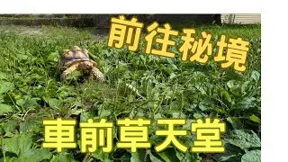 陸龜秘境！車前草天堂！超療癒吃播7！A喜吃吃吃