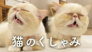エキゾチックショートヘアのくしゃみと、負けられない戦い。