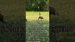Merriam's Wild Turkey (Meleagris gallopavo merriami)