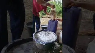 siap di permetasi selama 14 hari pestisida buah maja#shorts