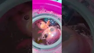 LOL MYSTERY SURPRISE BUBBLE  DELUXE! - Pack Unboxing #asmr #lolsurprise #reveal