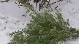2 the Garden: How your Christmas tree can benefit the environment