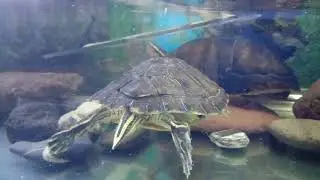Exo pets / two turtles part 2