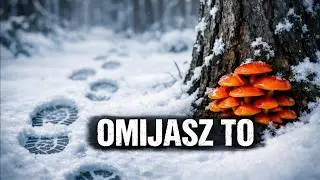 SZOK! Te 3 grzyby rosną TERAZ w Polsce – jak je znaleźć?