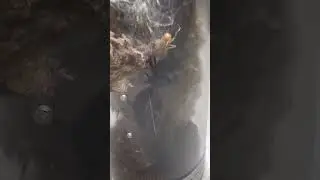 After a year we finally get Monroe the ladybird velvet spider/Eresus walckenaeri to hunt on camera!&rdquo;