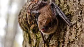 Bats in Acadia