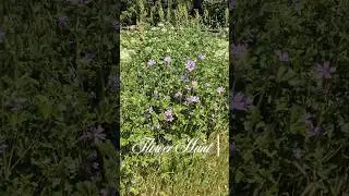 #Flower Hunt , check out my 1st YT video! 🌸🎥🎞️