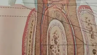 Toothache: How is tooth pain transmitted to the brain? The nerves in your teeth #toothanatomy #facts