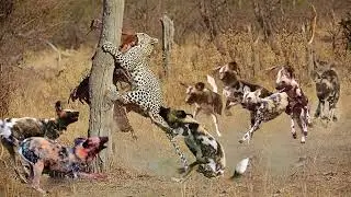 Leopard puts prey up the tree to dodge the aggressive thieves Wild Dog   Crocodile attack Cheetah