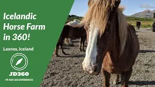 Laxnes Horse Farm in 360, Icelandic Horses