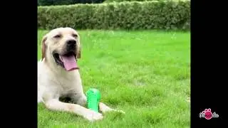 Croc Dental Toy for Dogs | Toys For Dogs | Pawsindia