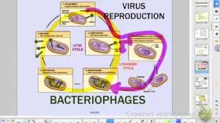 APBio Ch 20: Virus